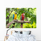 Colorful Macaws Bird