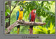 Colorful Macaws Bird