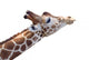 Giraffe Head Wall Decal