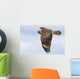 Red-shouldered Hawk Soaring Wall Mural