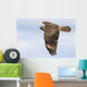 Red-shouldered Hawk Soaring Wall Mural