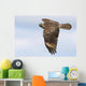 Red-shouldered Hawk Soaring Wall Mural