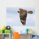 Red-shouldered Hawk Soaring Wall Mural