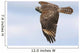 Red-shouldered Hawk Soaring Wall Mural
