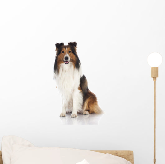 Shetland Sheepdog Sheltie