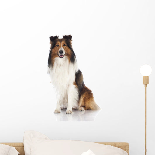 Shetland Sheepdog Sheltie