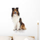 Shetland Sheepdog Sheltie