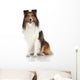 Shetland Sheepdog Sheltie