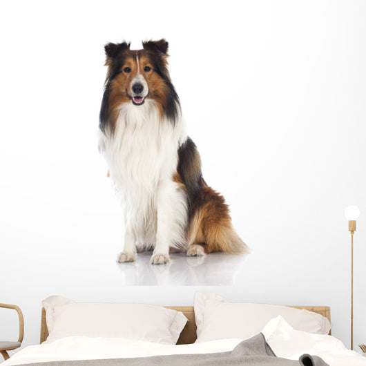 Shetland Sheepdog Sheltie
