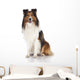 Shetland Sheepdog Sheltie