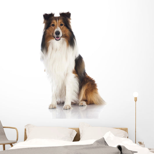 Shetland Sheepdog Sheltie
