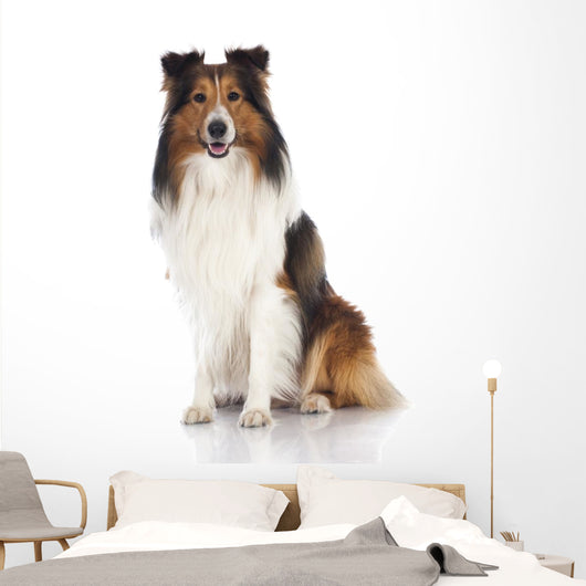 Shetland Sheepdog Sheltie