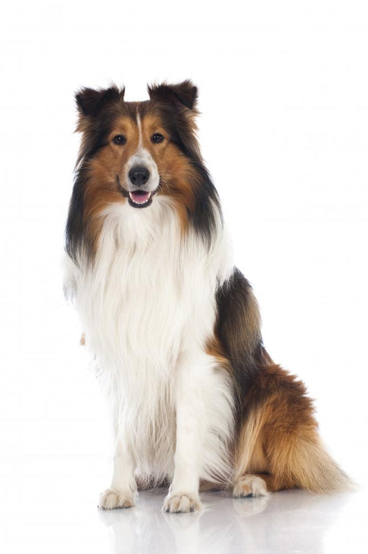 Shetland Sheepdog Sheltie
