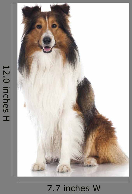 Shetland Sheepdog Sheltie