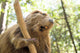 Beaver Wall Mural