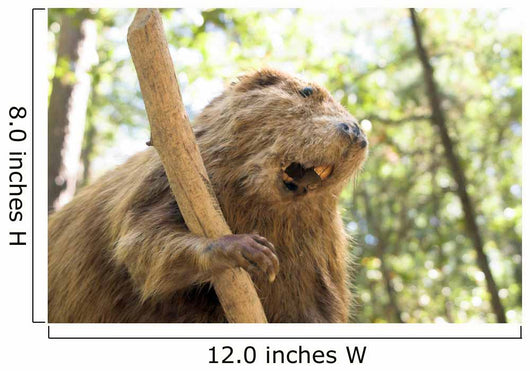 Beaver Wall Mural