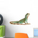 Wasseragame iguana lizard reptile Lizzard Wall Decal