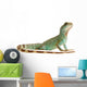 Wasseragame iguana lizard reptile Lizzard Wall Decal