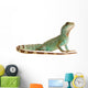 Wasseragame iguana lizard reptile Lizzard Wall Decal