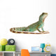 Wasseragame iguana lizard reptile Lizzard Wall Decal