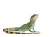 Wasseragame iguana lizard reptile Lizzard Wall Decal