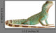 Wasseragame iguana lizard reptile Lizzard Wall Decal