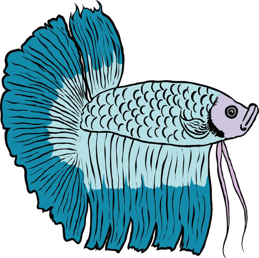 Betta Fish or Siamese Fighting Fish Isolated on White Background Wall Decal