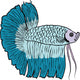 Betta Fish or Siamese Fighting Fish Isolated on White Background Wall Decal
