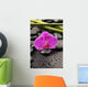 Macro Pink Orchid with