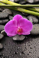 Macro Pink Orchid with