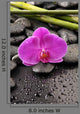Macro Pink Orchid with
