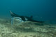 Manta Blue Wall Mural