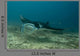 Manta Blue Wall Mural