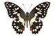 Butterfly Species Papilio Demoleus