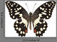 Butterfly Species Papilio Demoleus