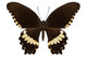Brown Papilio Butterfly
