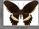 Brown Papilio Butterfly