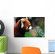 Red Panda