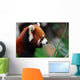 Red Panda