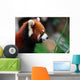 Red Panda