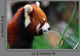 Red Panda