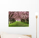 Cherry Blossom Wall Mural