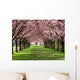 Cherry Blossom Wall Mural