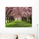 Cherry Blossom Wall Mural
