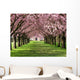Cherry Blossom Wall Mural