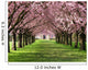 Cherry Blossom Wall Mural