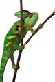 Chameleon Wall Decal