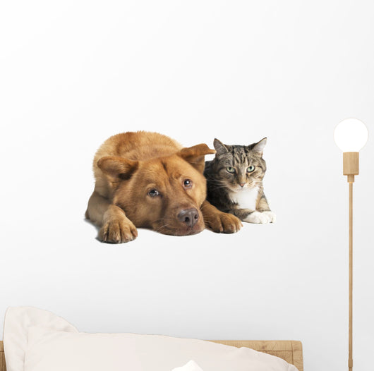 Dog and Cat Together