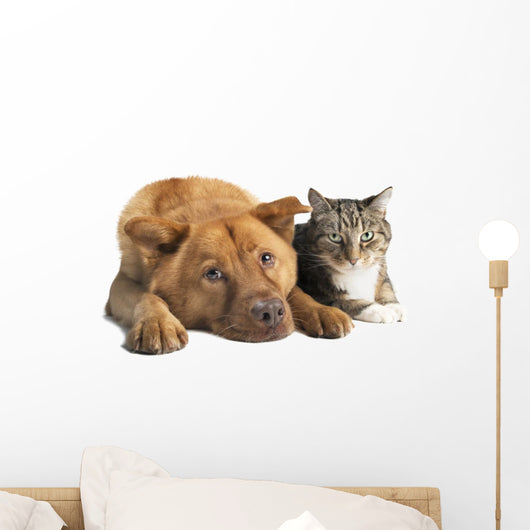 Dog and Cat Together