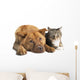 Dog and Cat Together